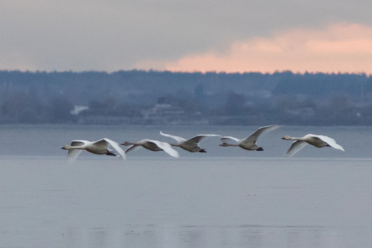 Tundra Swan - ML644270159
