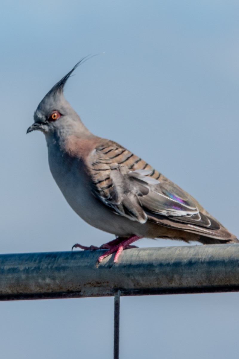 Spitzschopftaube - ML644270162