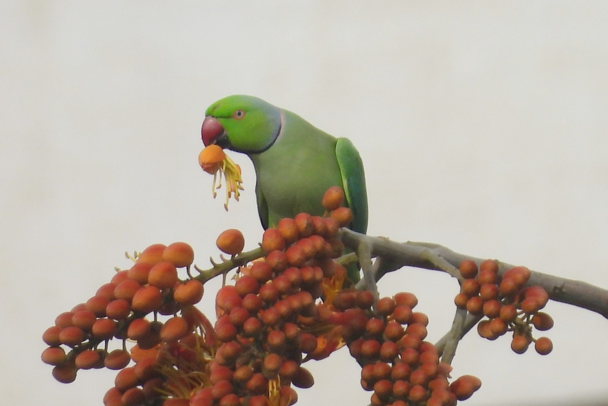 Rose-ringed Parakeet - ML644270166