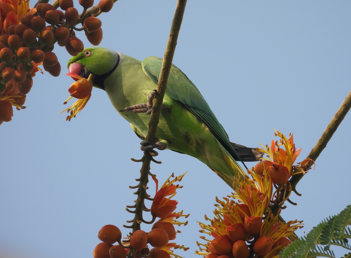 Rose-ringed Parakeet - ML644270167