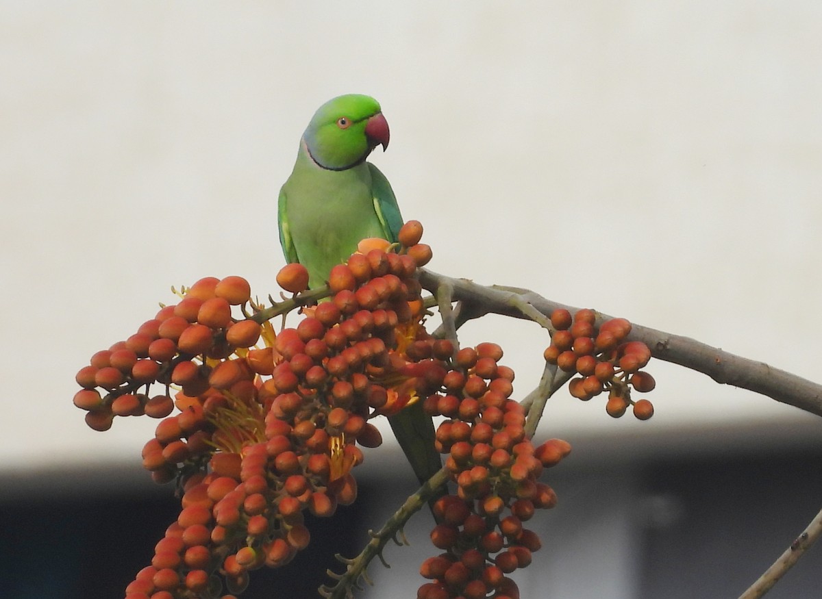 Rose-ringed Parakeet - ML644270168
