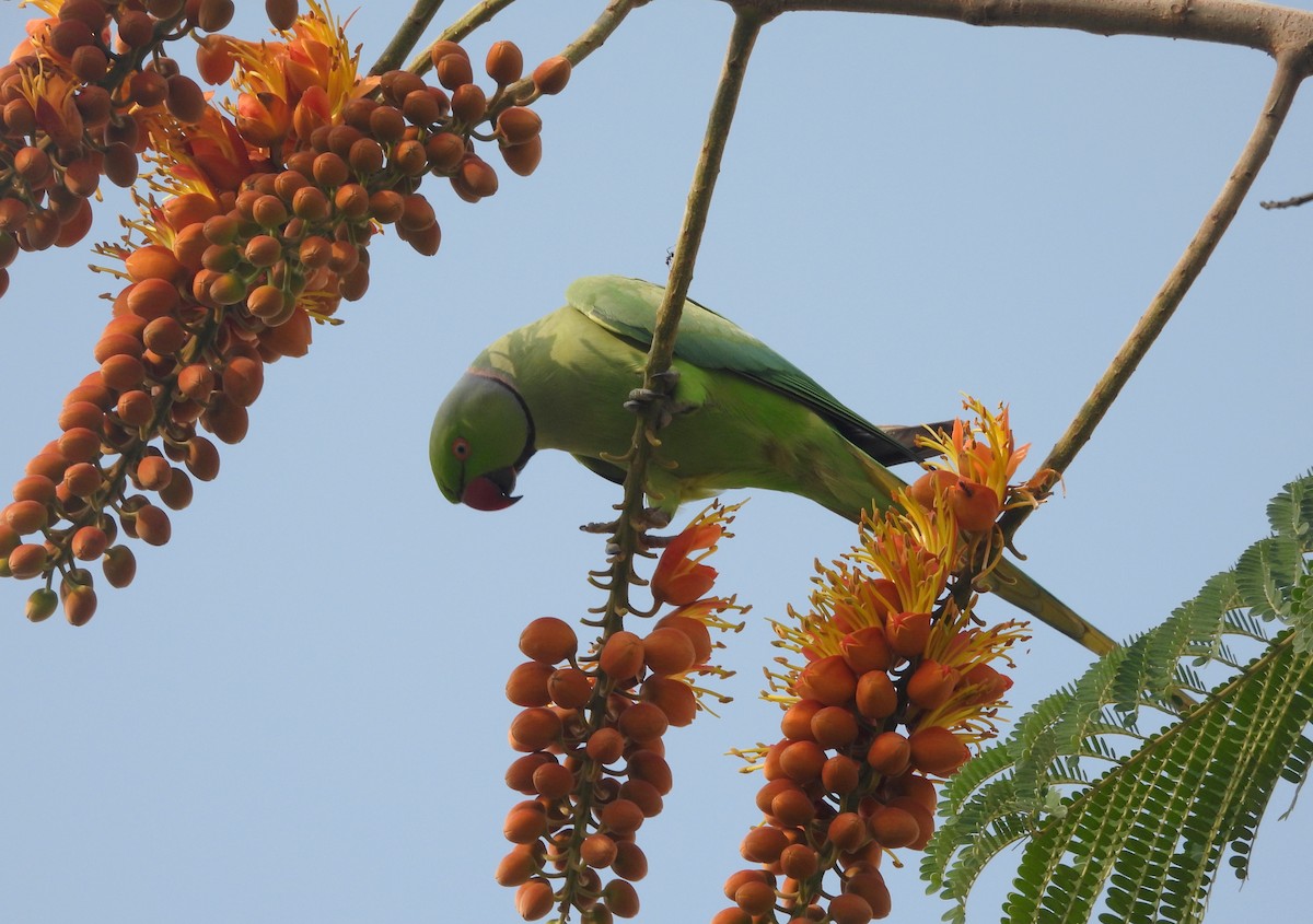 Rose-ringed Parakeet - ML644270169