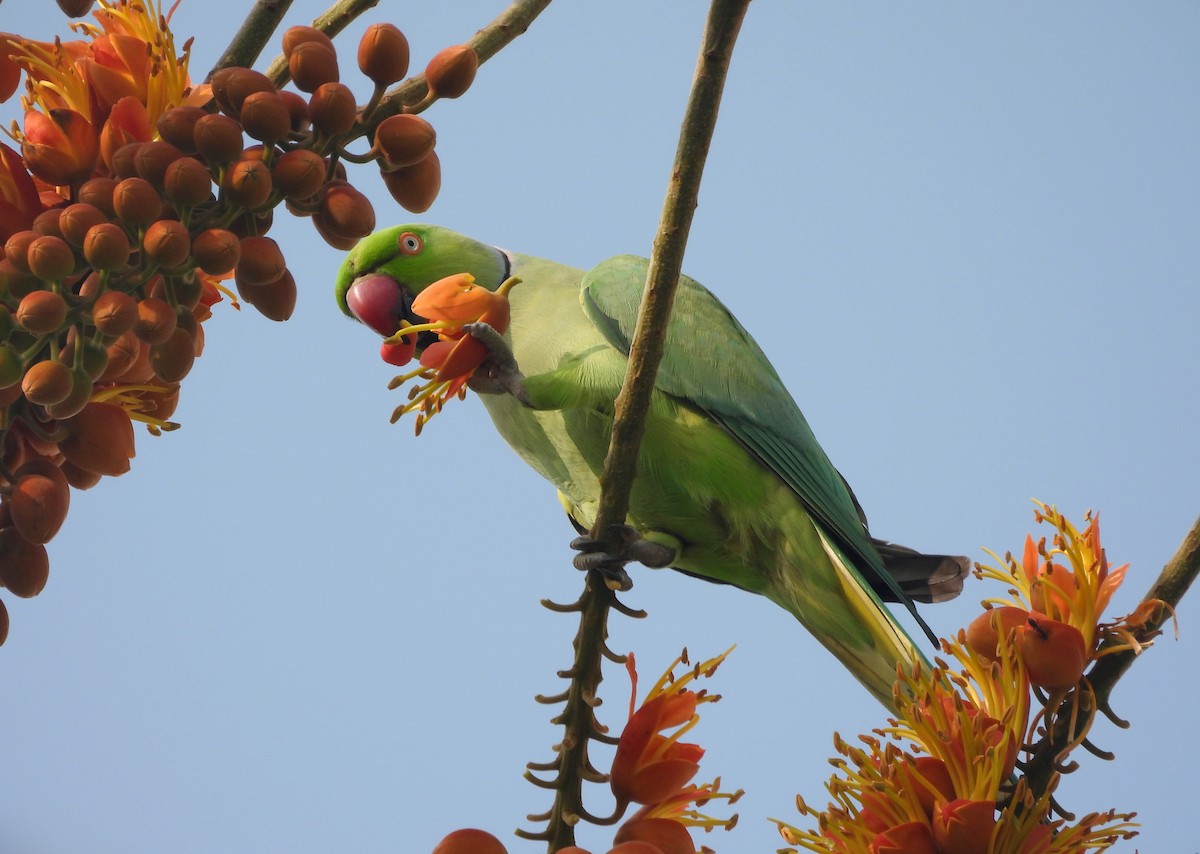 Rose-ringed Parakeet - ML644270170