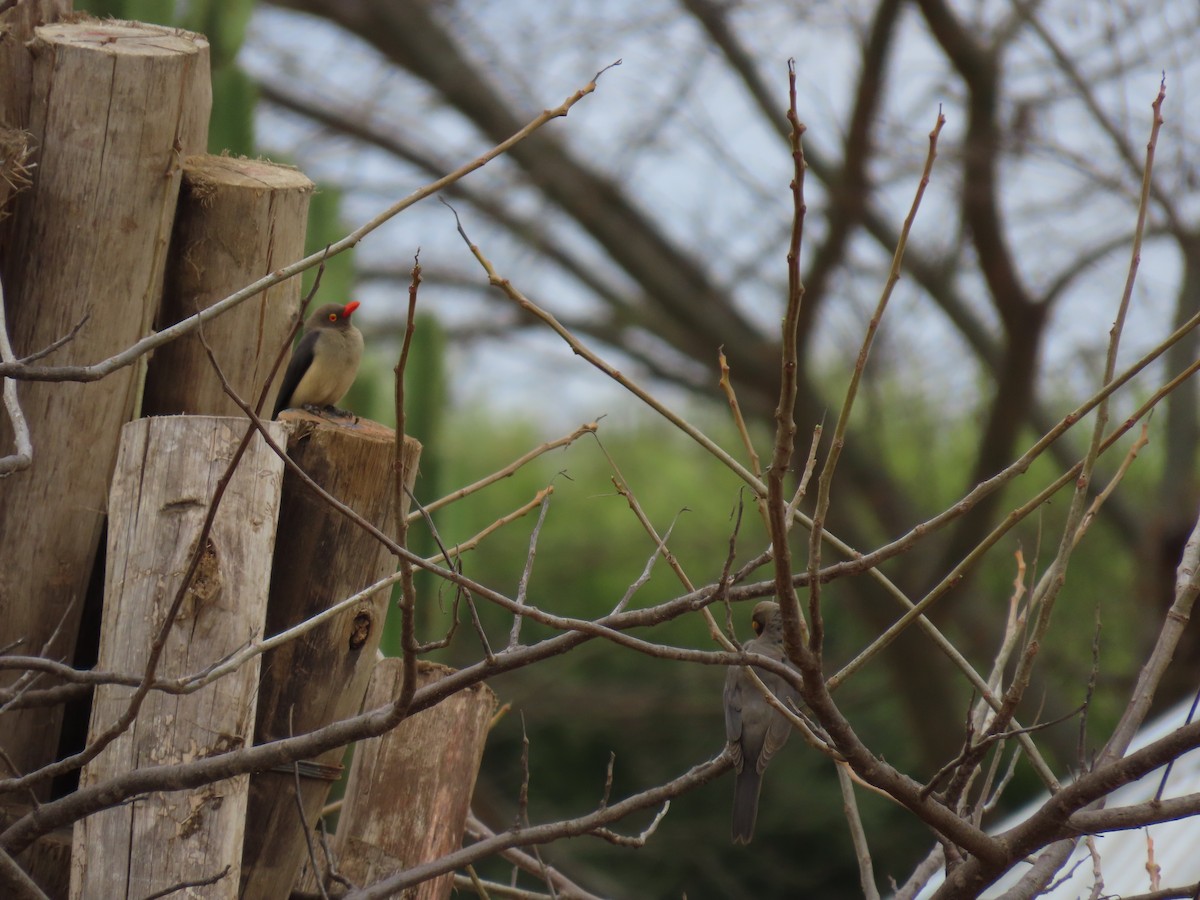 Red-billed Oxpecker - ML644270172