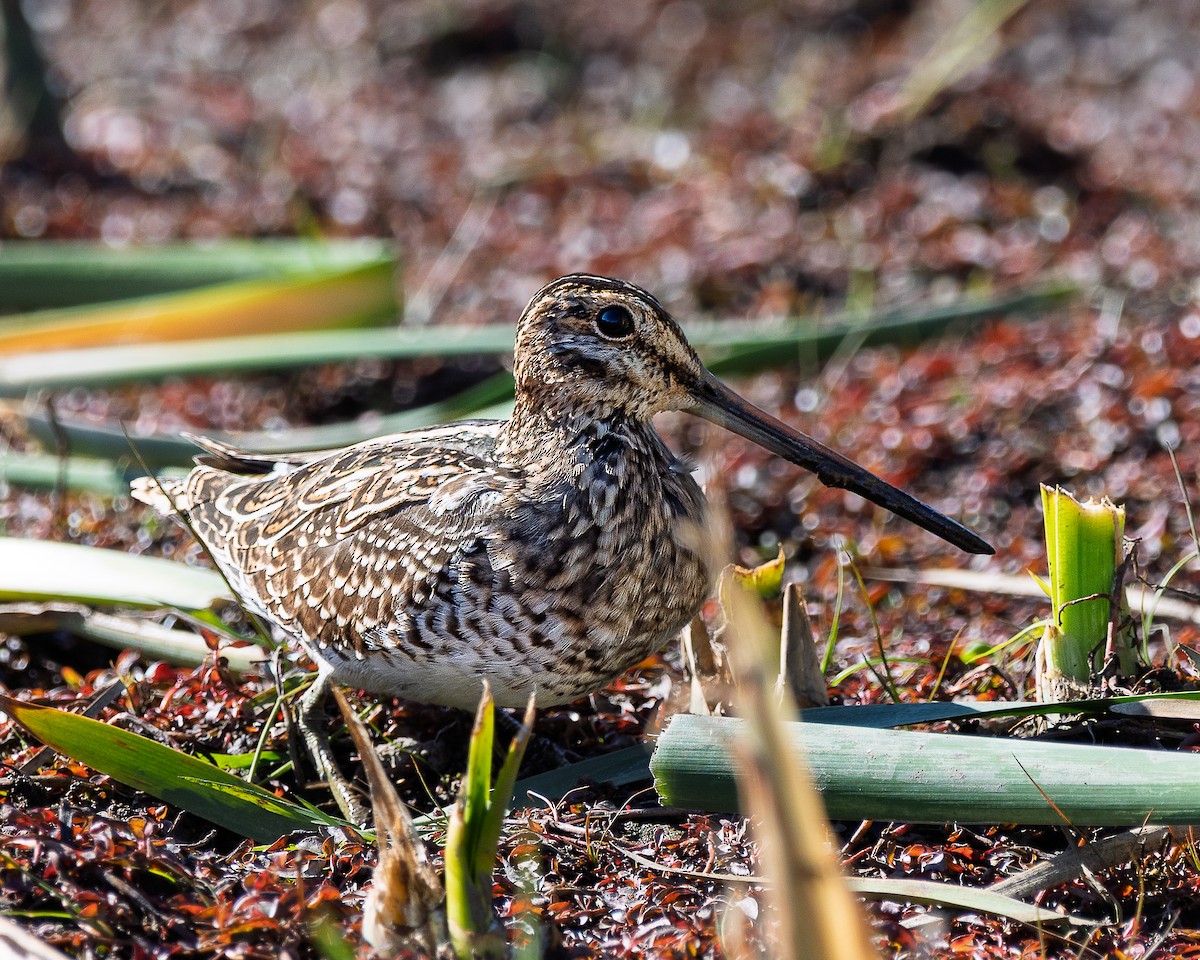 Wilson's Snipe - ML644270178