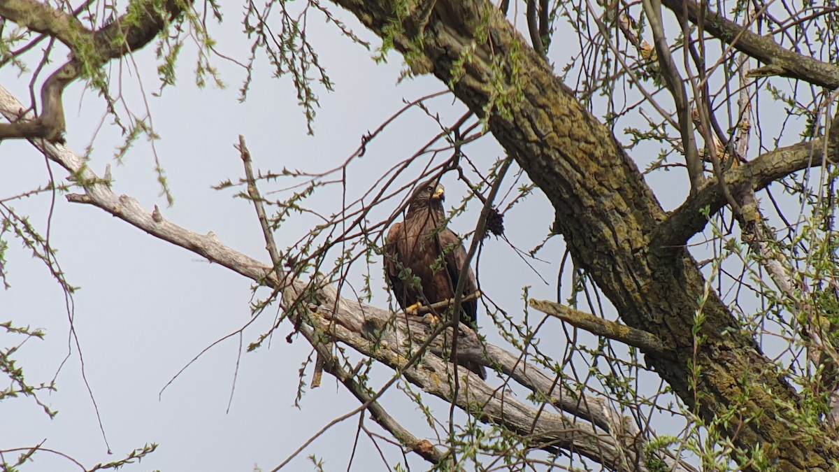 Black Kite - ML644270182