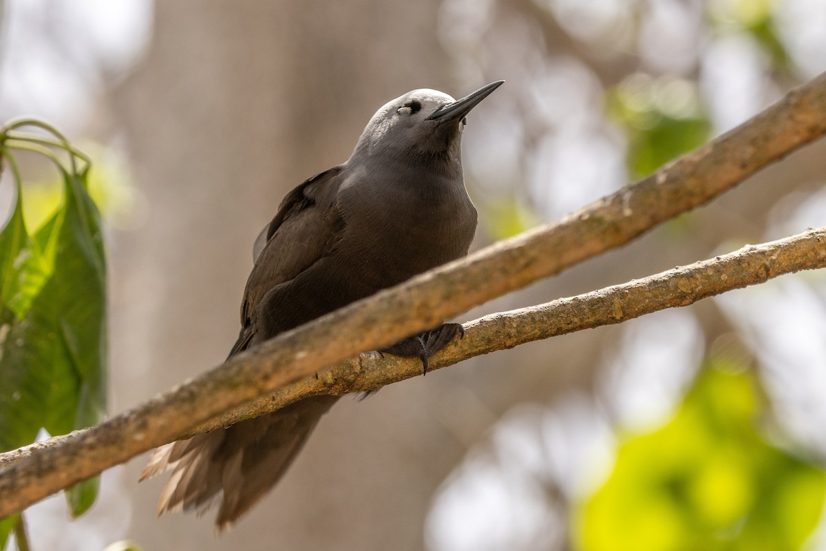 Lesser Noddy - ML644270184
