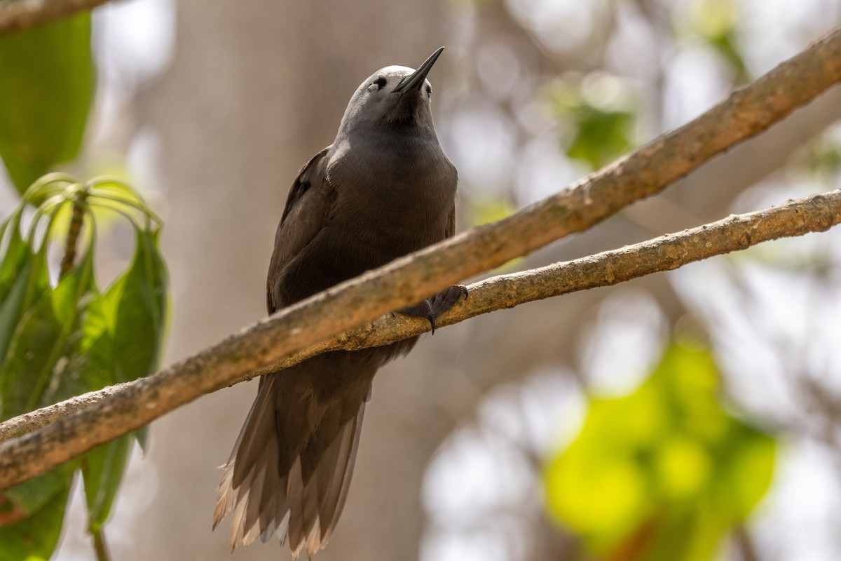 Lesser Noddy - ML644270185