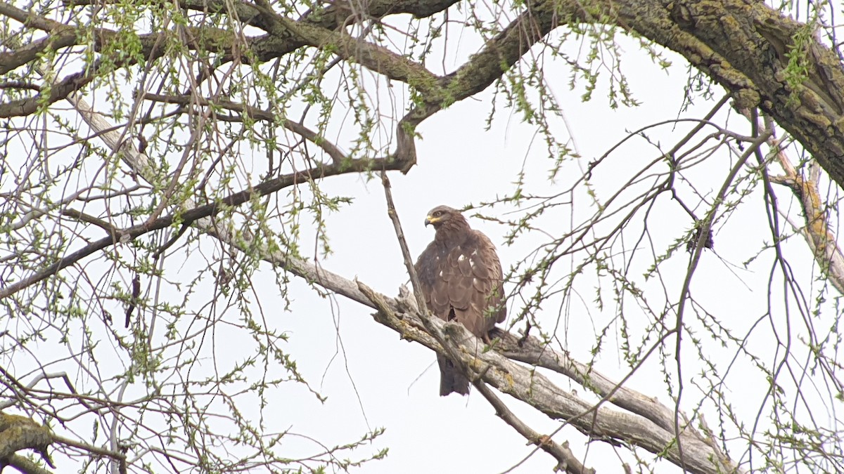 Black Kite - ML644270189