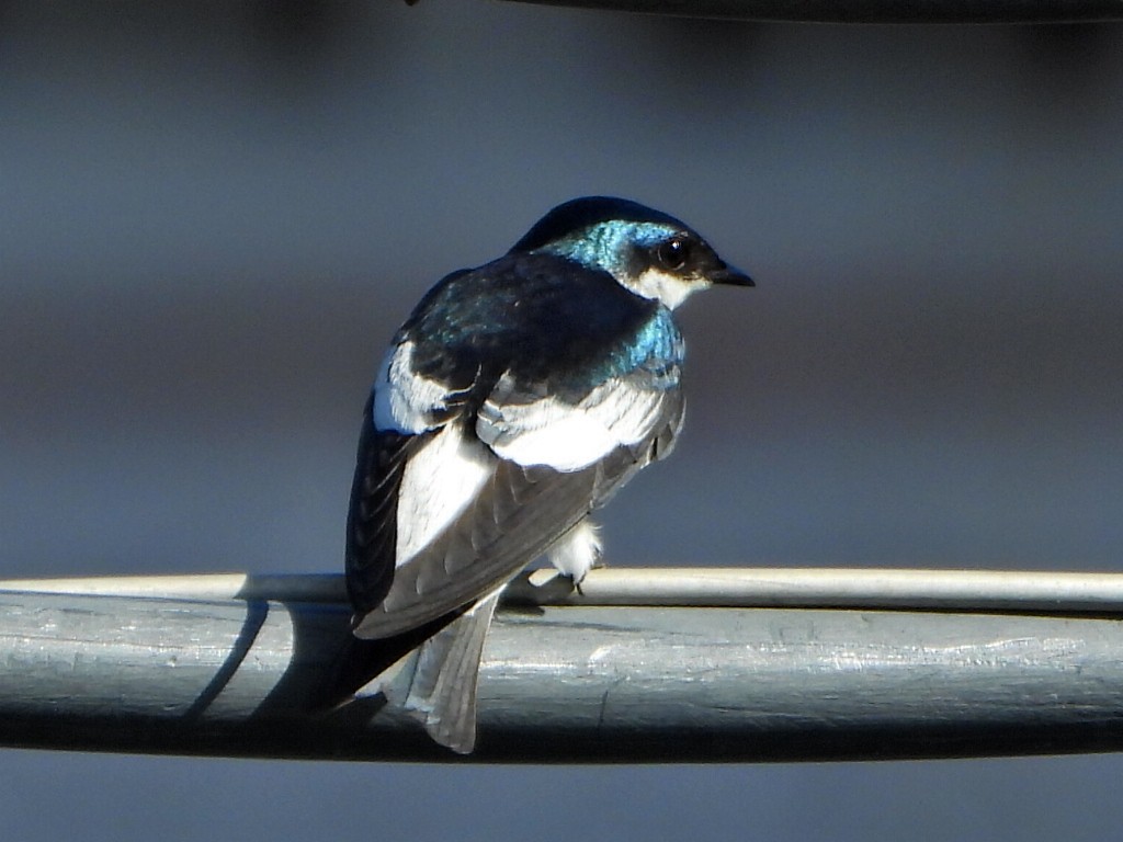 ハジロミドリツバメ - ML644270191