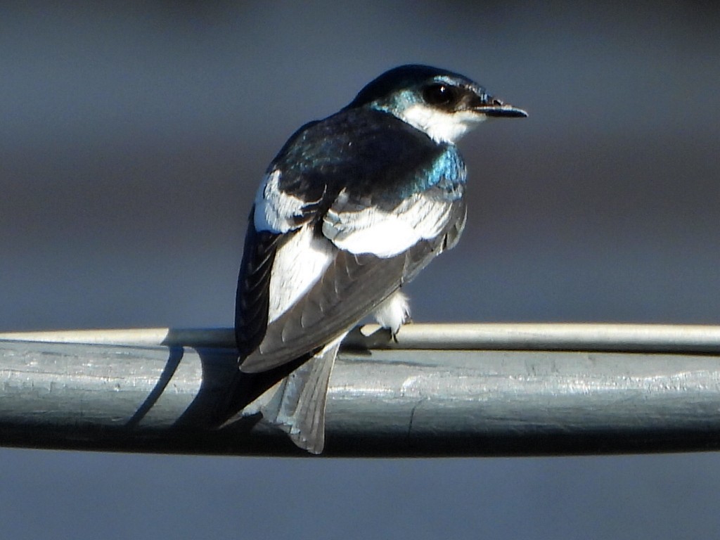 ハジロミドリツバメ - ML644270192