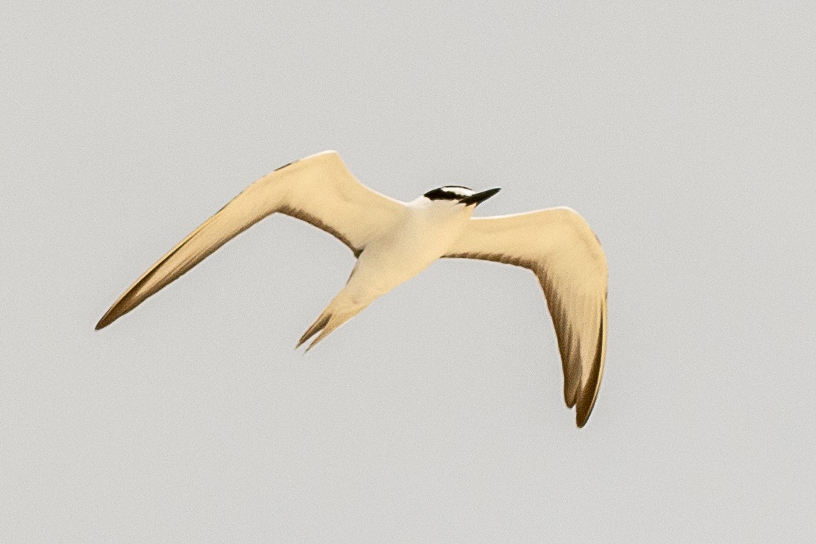 Sterne bridée - ML644270195