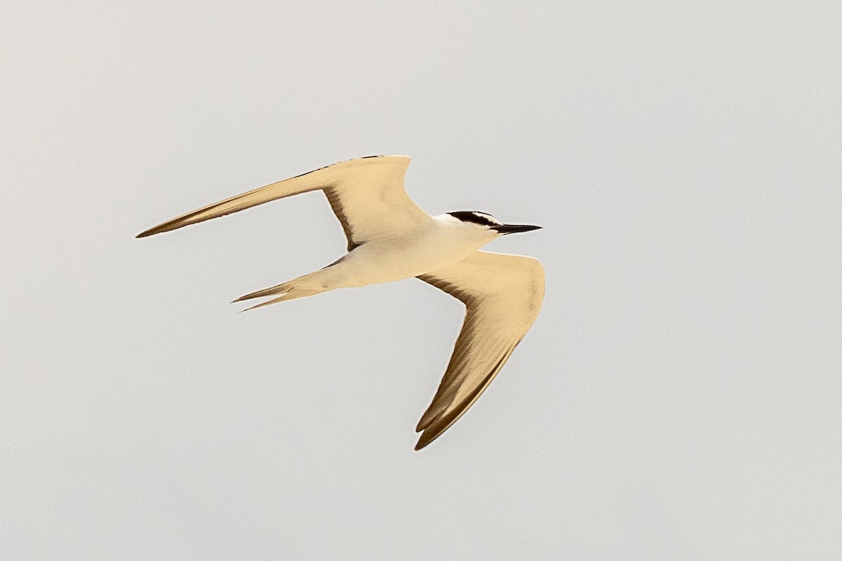 Sterne bridée - ML644270196