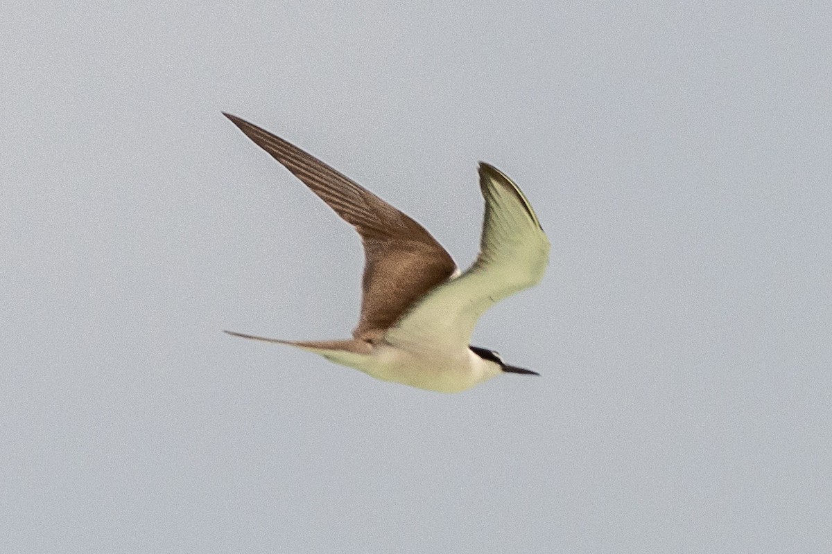 Sterne bridée - ML644270197