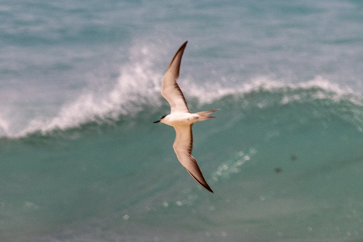 Sterne bridée - ML644270199