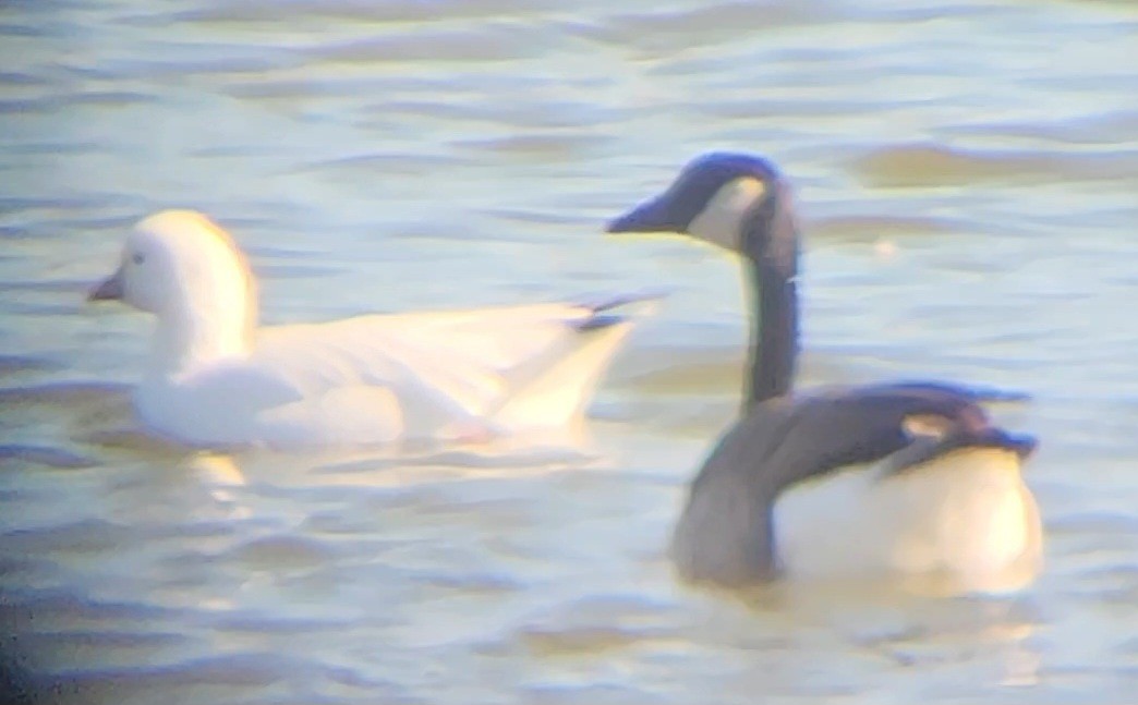 Ross's Goose - ML644270202