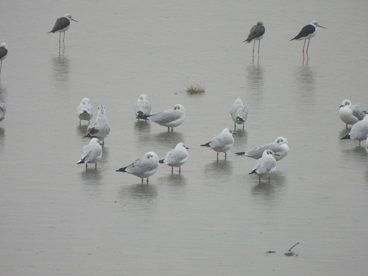 Бор толгойт цахлай - ML644270203