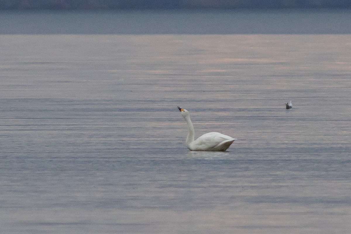 Tundra Swan - ML644270220
