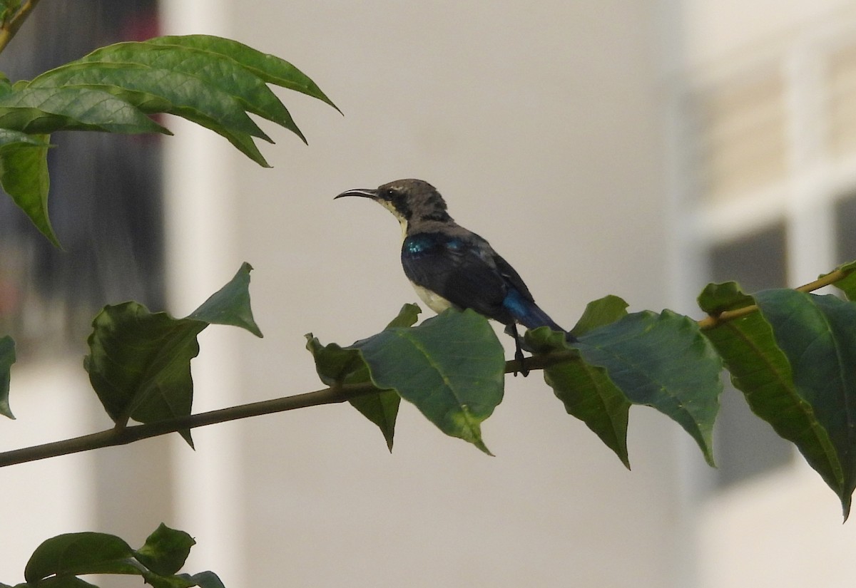 Purple Sunbird - ML644270221