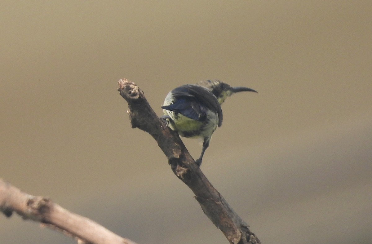 Purple Sunbird - ML644270222