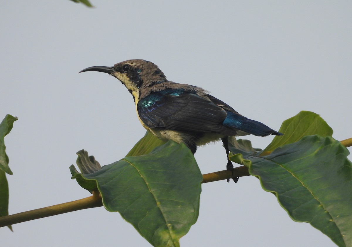 Purple Sunbird - ML644270223