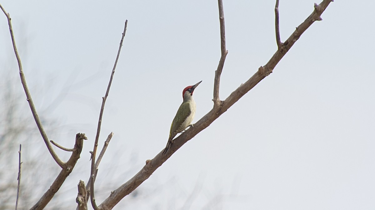 Eurasian Green Woodpecker - ML644270228