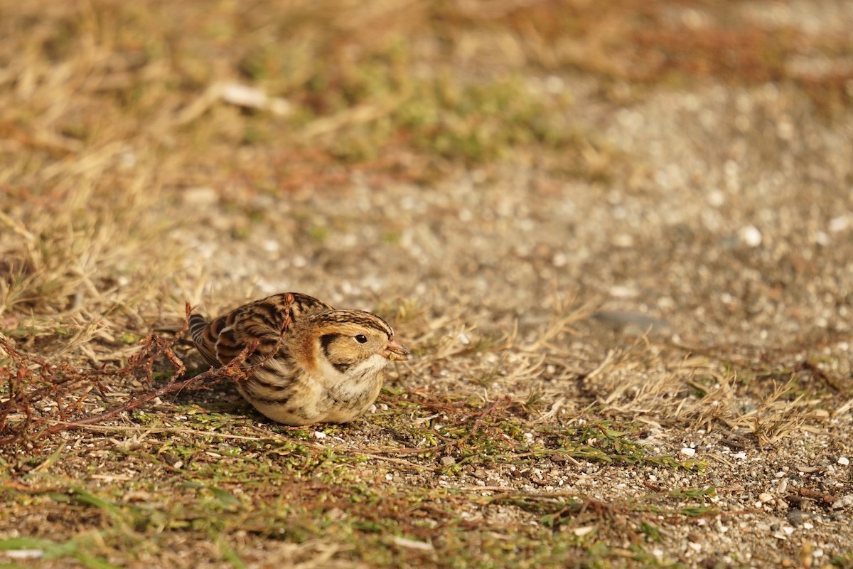 Lapland Longspur - ML644270238