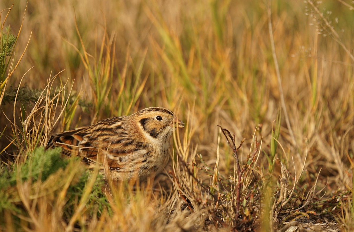 Lapland Longspur - ML644270239