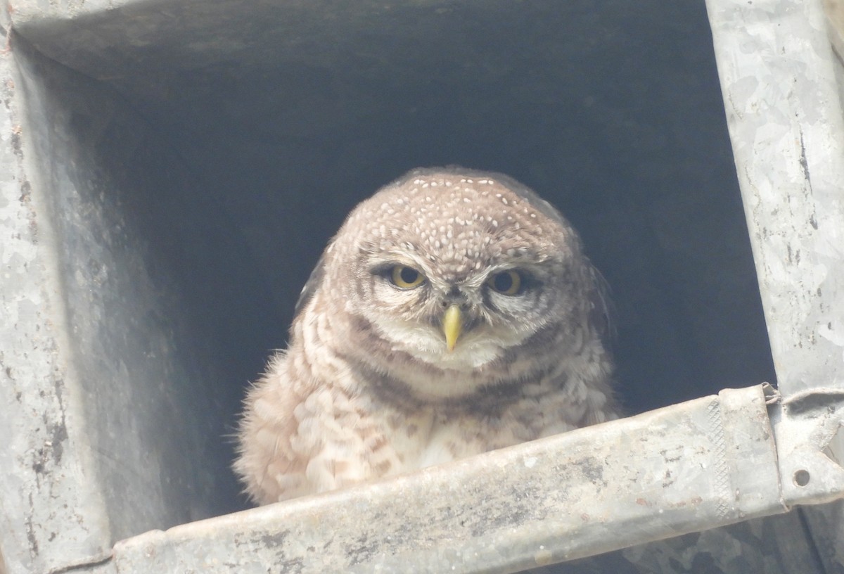Spotted Owlet - ML644270244