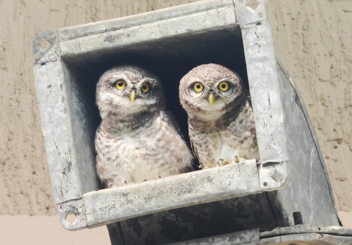 Spotted Owlet - ML644270245