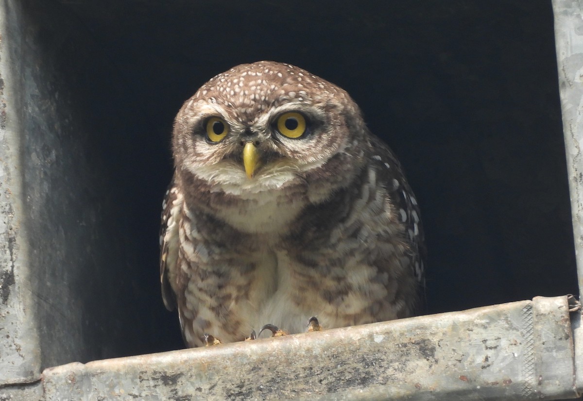 Spotted Owlet - ML644270246