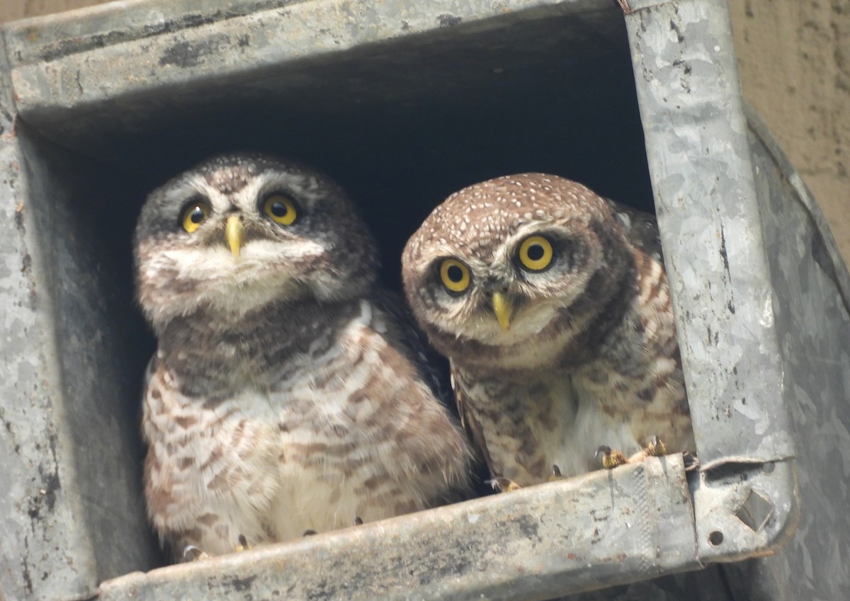 Spotted Owlet - ML644270247