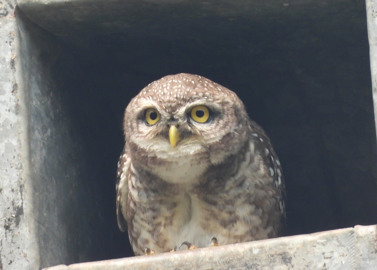 Spotted Owlet - ML644270248