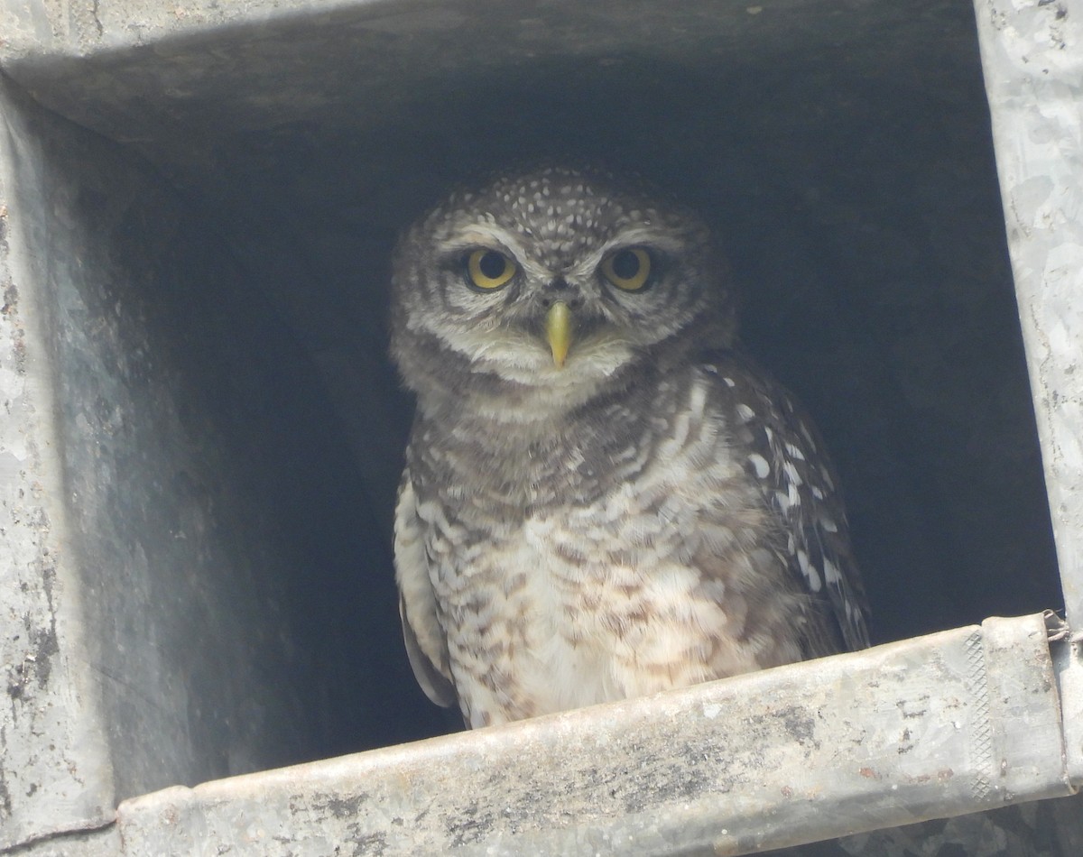 Spotted Owlet - ML644270249