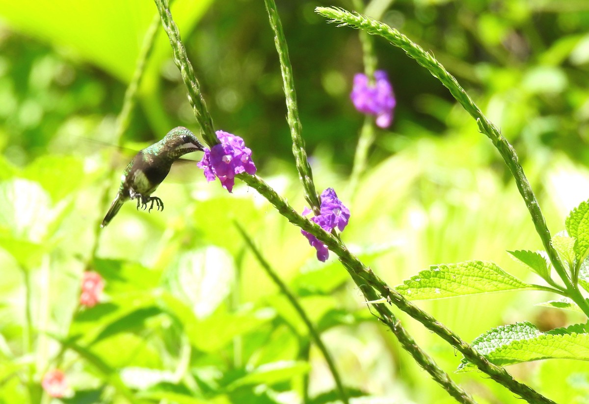 Black-bellied Thorntail - ML644270254