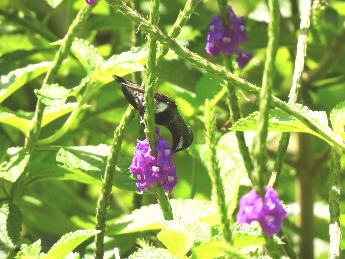 Black-bellied Thorntail - ML644270255