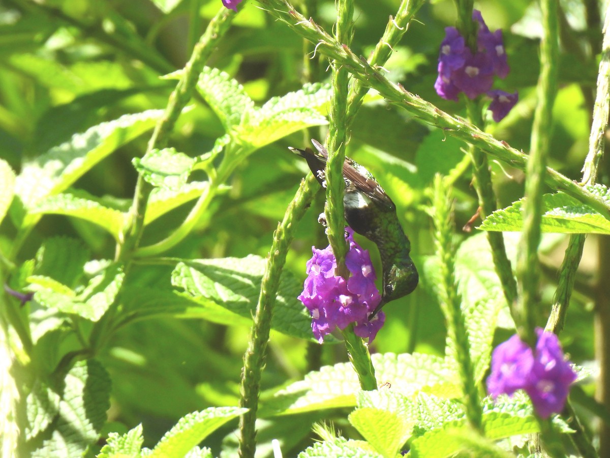 Black-bellied Thorntail - ML644270256