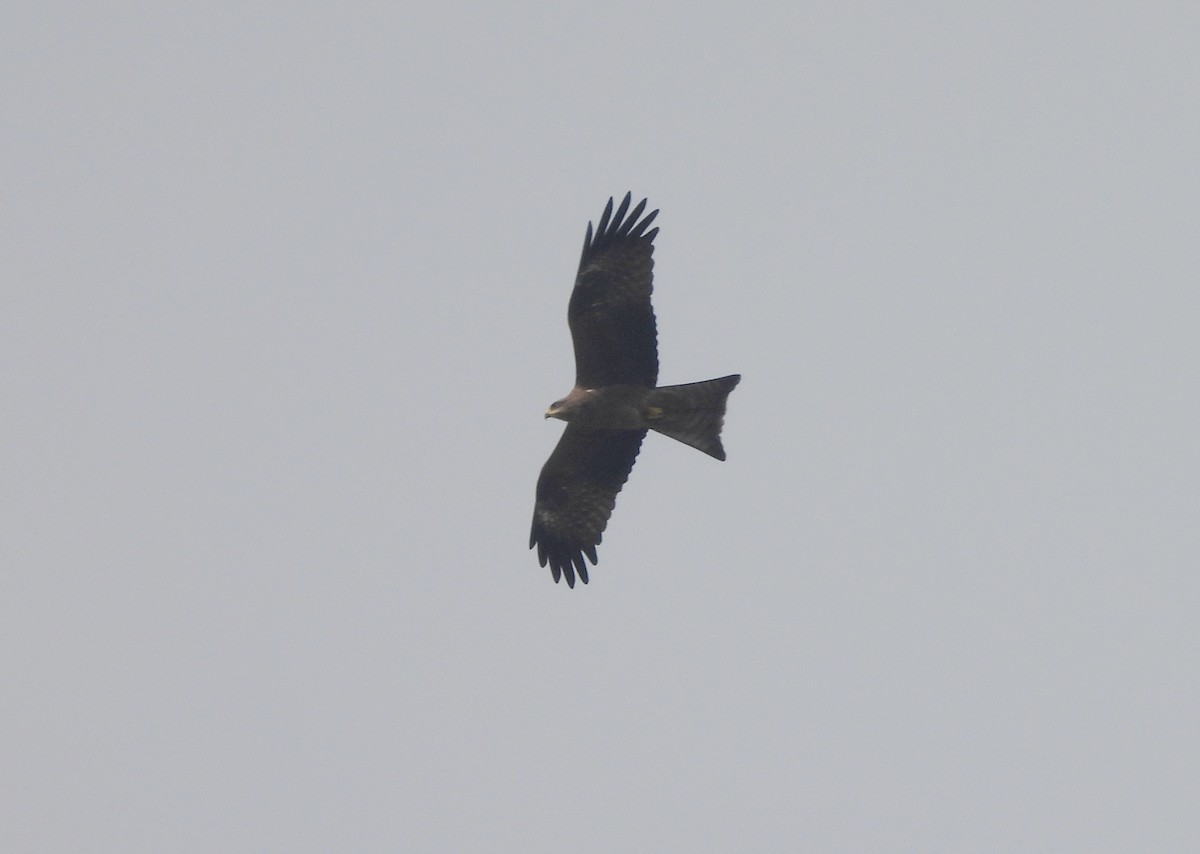 Black Kite - ML644270261