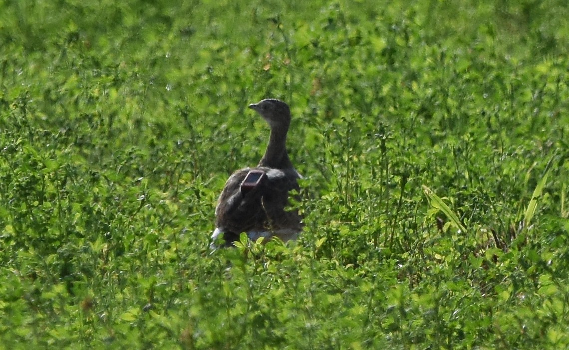 Little Bustard - ML644270264