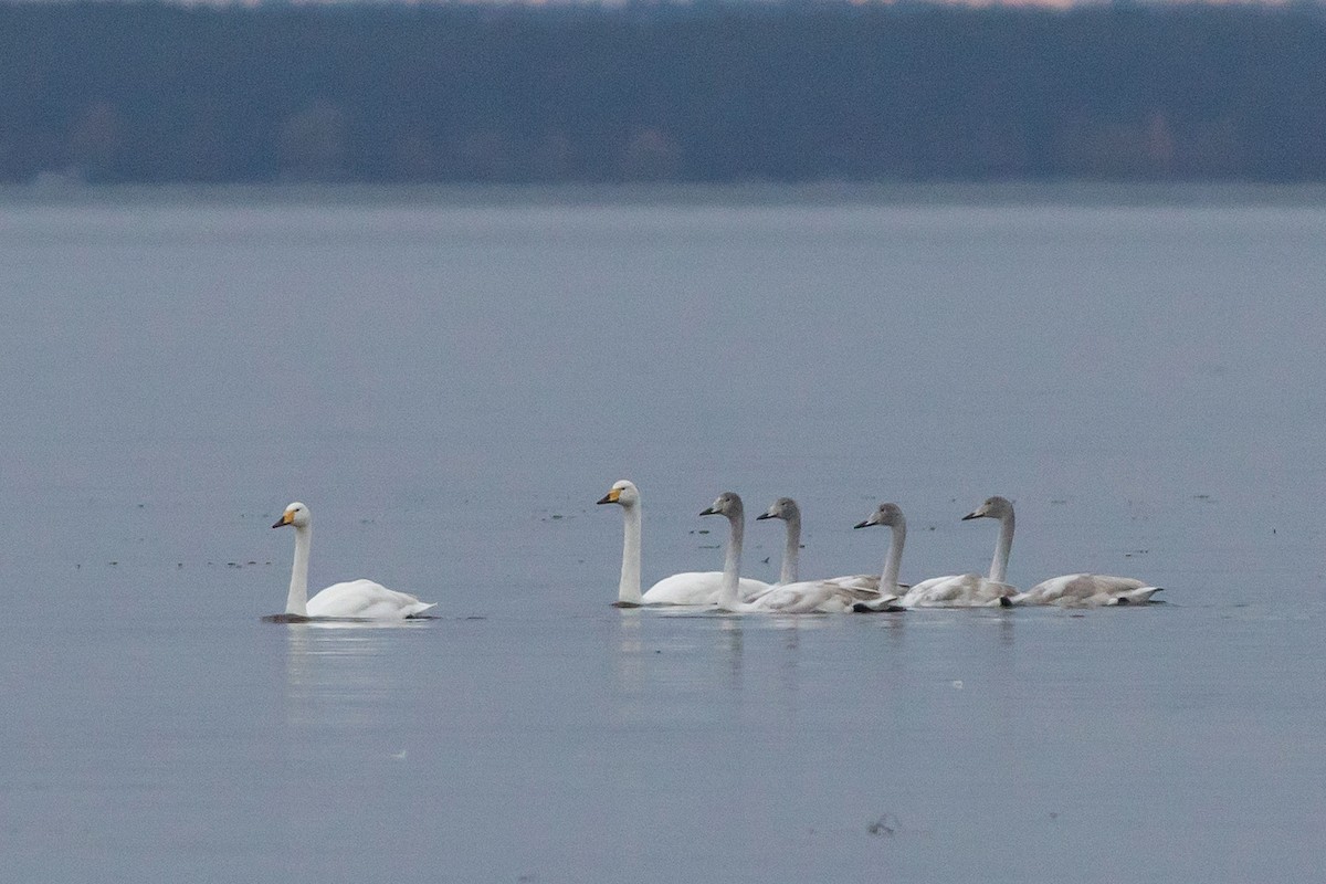 Whooper Swan - ML644270273