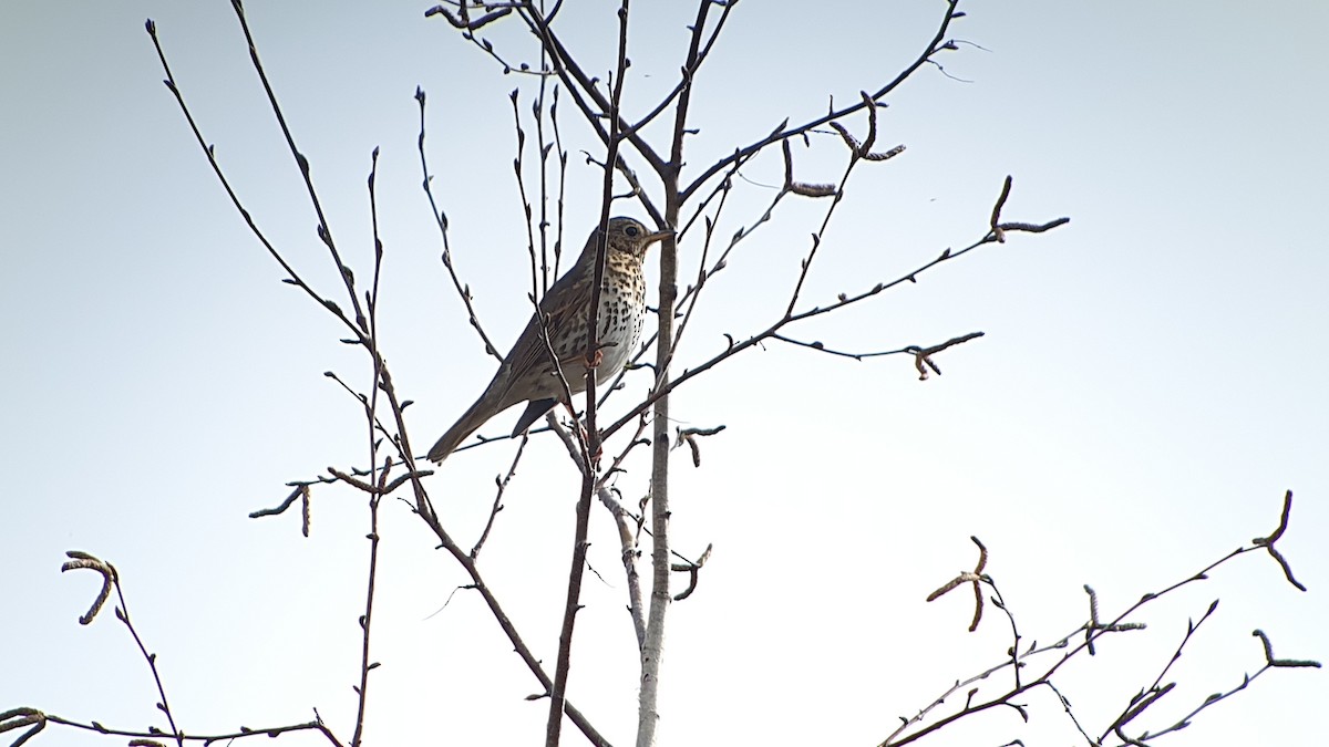 Song Thrush - ML644270278