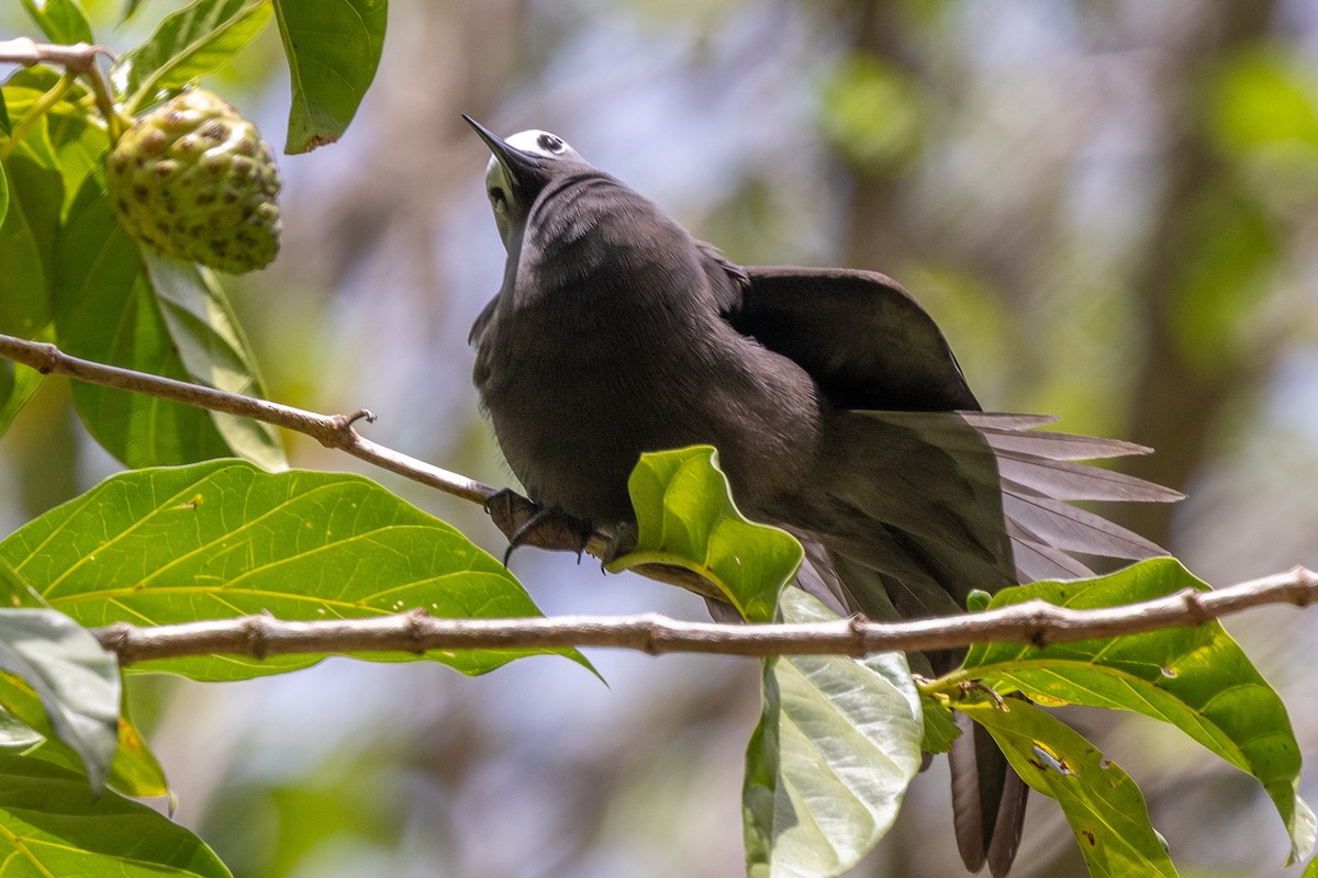 Lesser Noddy - ML644270283