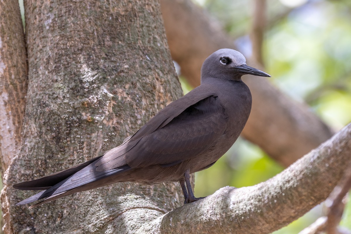 Lesser Noddy - ML644270284