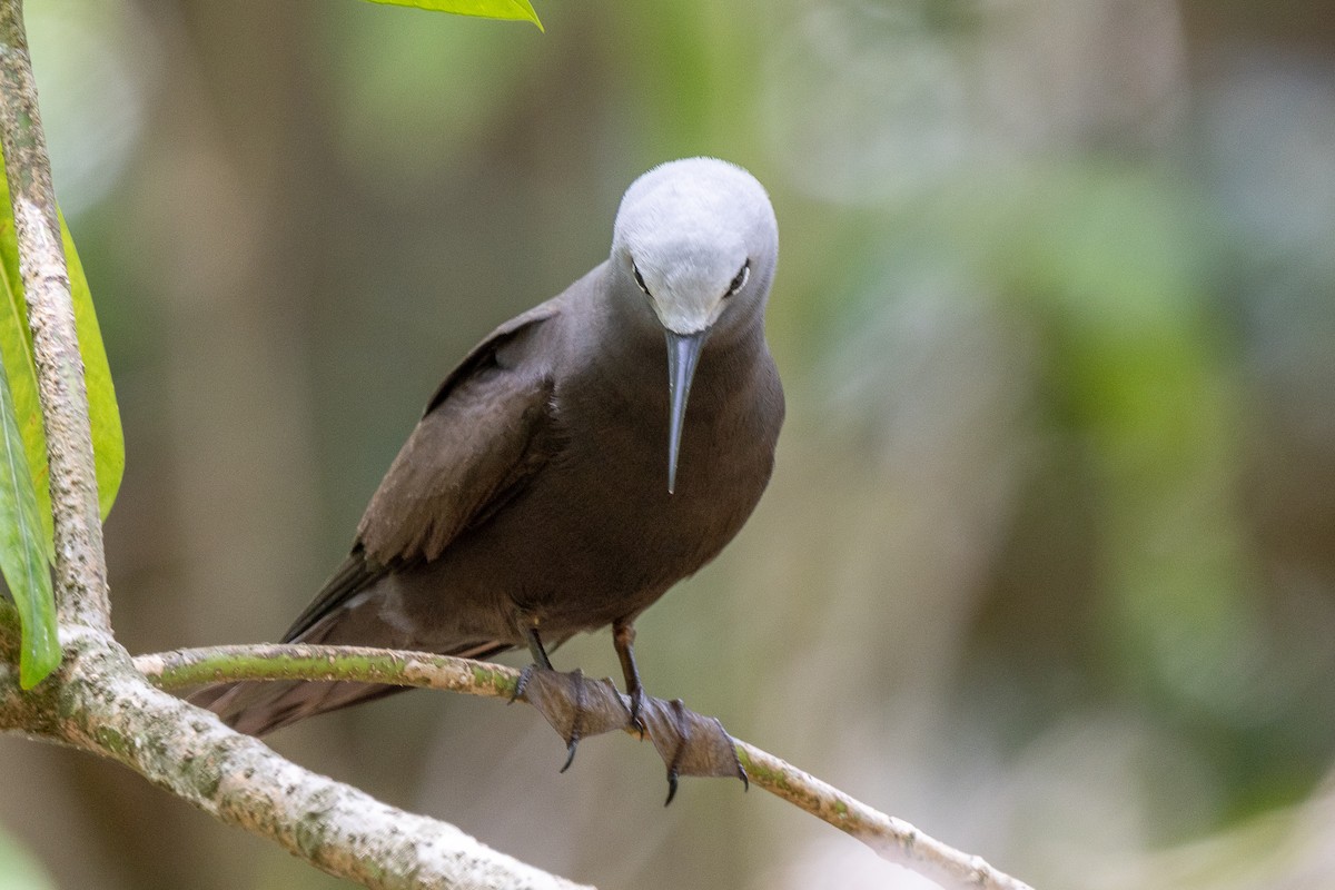 Lesser Noddy - ML644270285