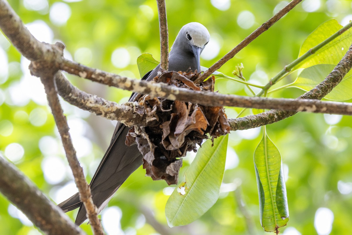 Lesser Noddy - ML644270286