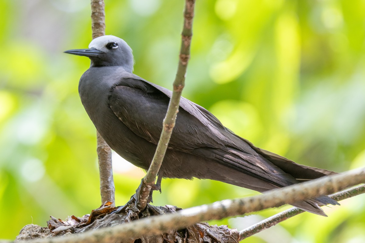 Lesser Noddy - ML644270287