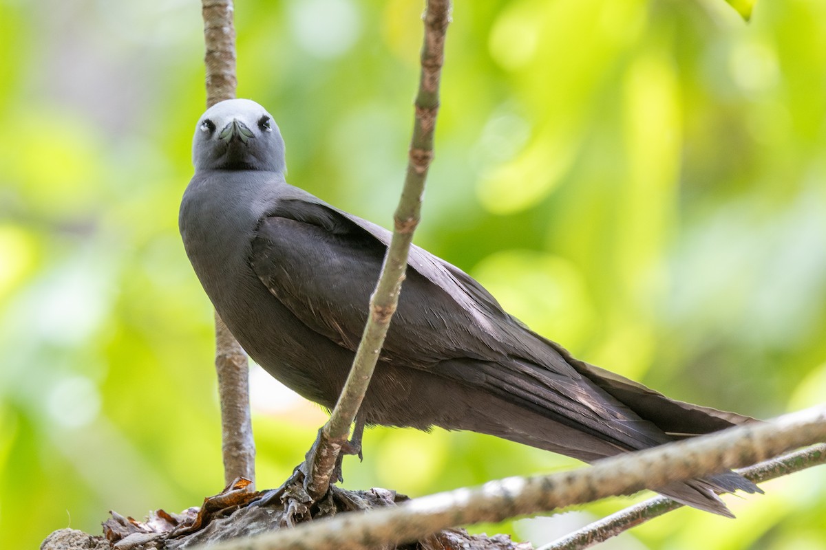 Lesser Noddy - ML644270288