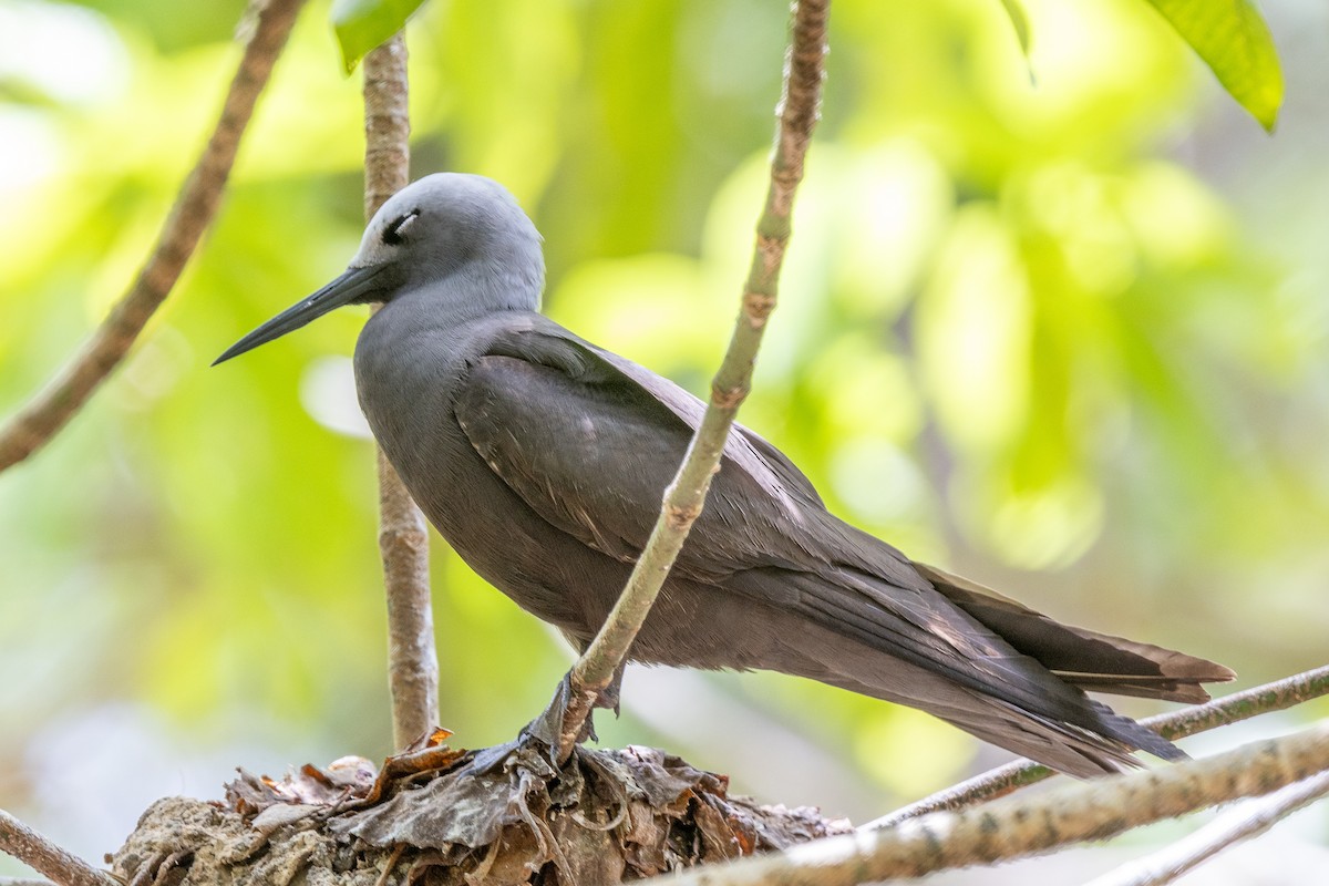 Lesser Noddy - ML644270289