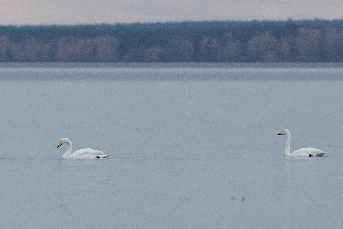 Whooper Swan - ML644270300