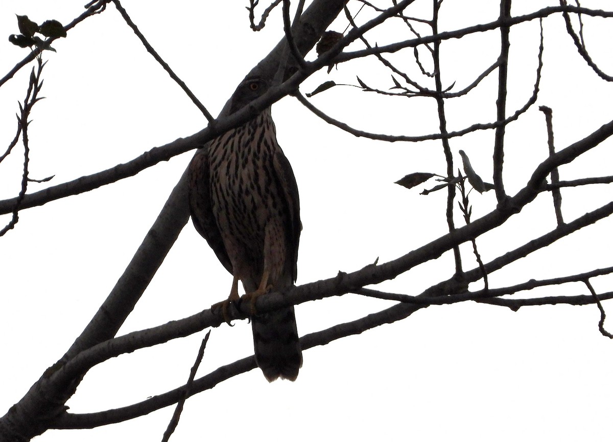 Үлэг харцага - ML644270309